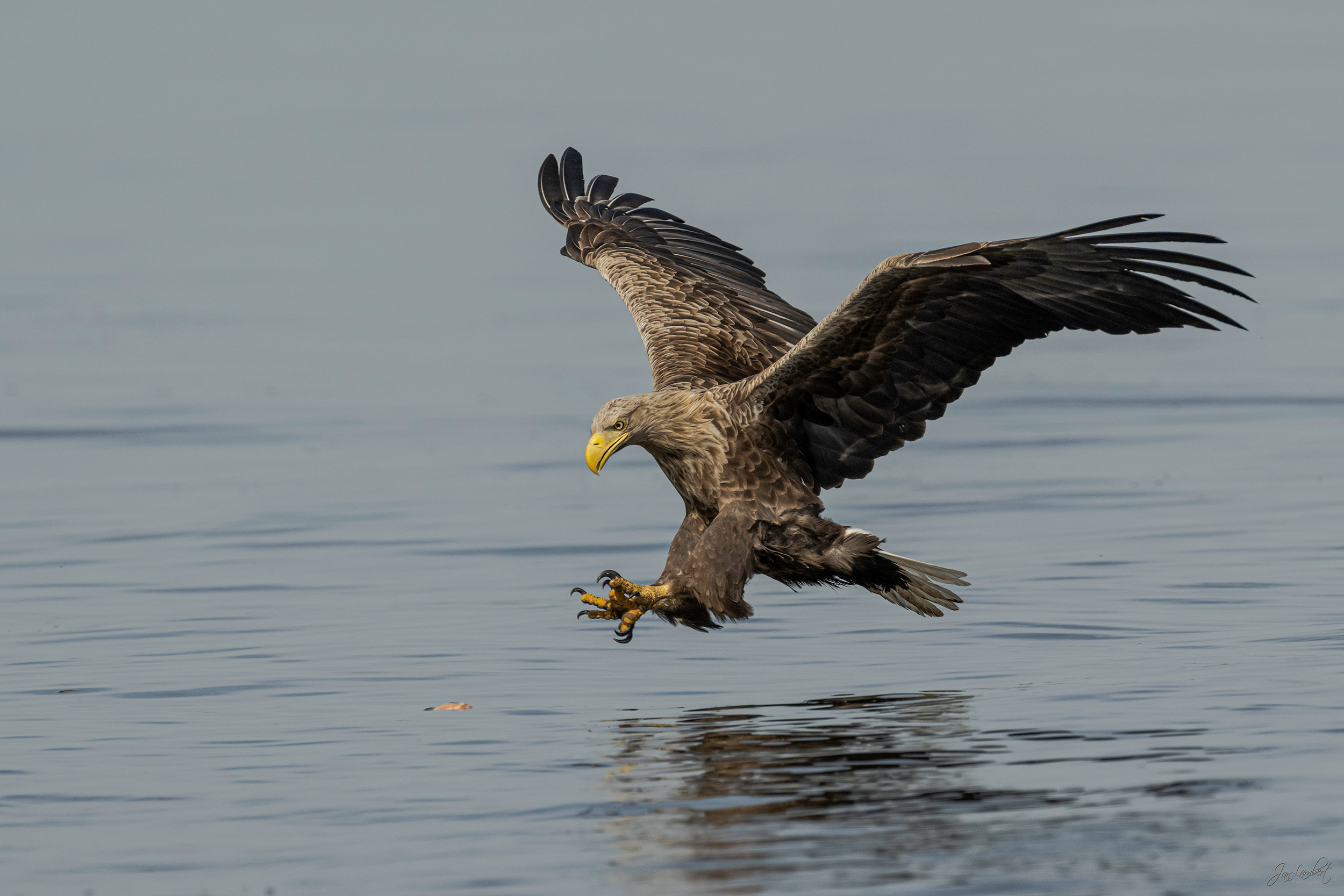 Foto Zeearend - Janlambertphotography.com